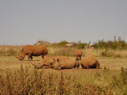 Rhinos